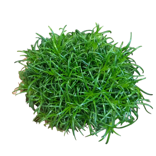Irish Sea Moss