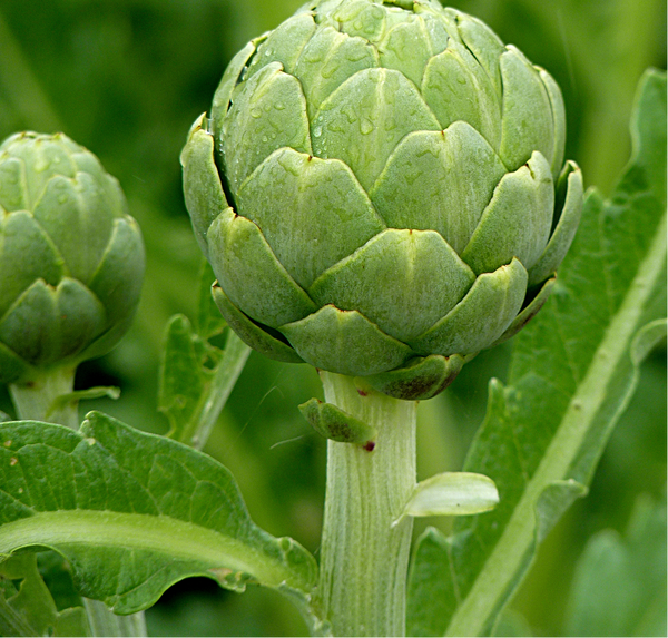 Artichoke Leaf