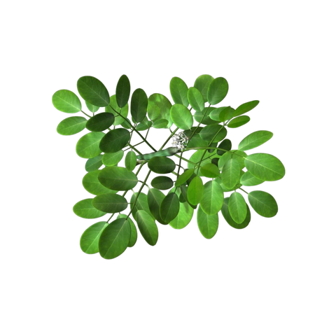 Moringa