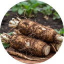 Burdock Root
