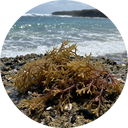 Sea Moss